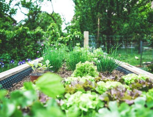 Garden Transformation Ideas For Small Gardens In Hampshire & Surrey
