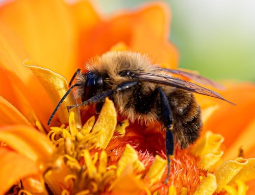 Landscaping For Wildlife: How To Create A Garden That Supports Nature In Hampshire & Surrey