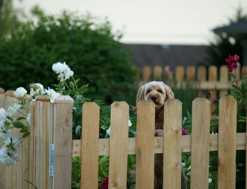 Fencing In Farnborough: How To Choose The Right Style For Your Garden