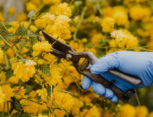 Gardener In Sandhurst: When To Call In A Professional For Your Garden