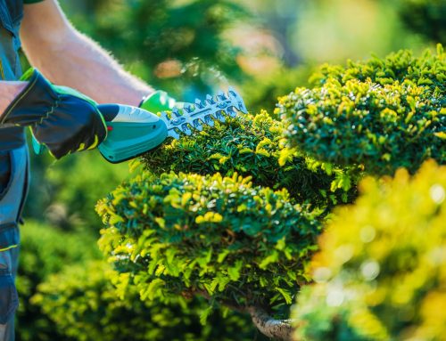 Landscaping In Camberley: How To Create A Garden You Will Love All Year