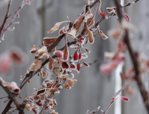 Landscaping In Hook: How To Get Your Garden Ready For Winter