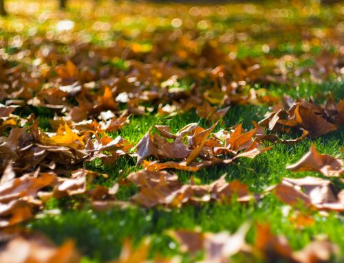 Gardener In Lightwater: Why Autumn Is The Best Time To Care For Your Garden